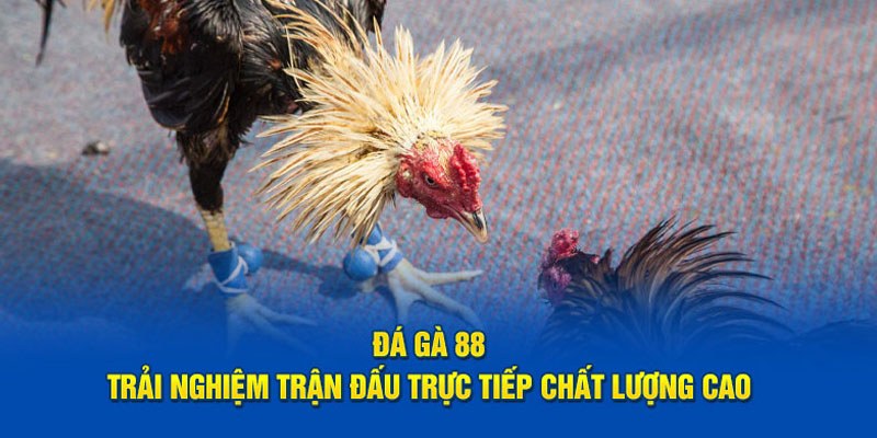 Theo dõi những cuộc đại chiến chọi kê nảy lửa